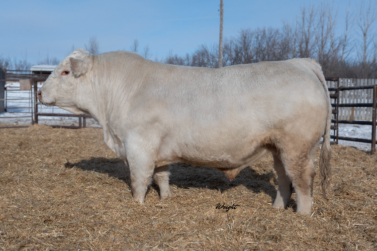 bull